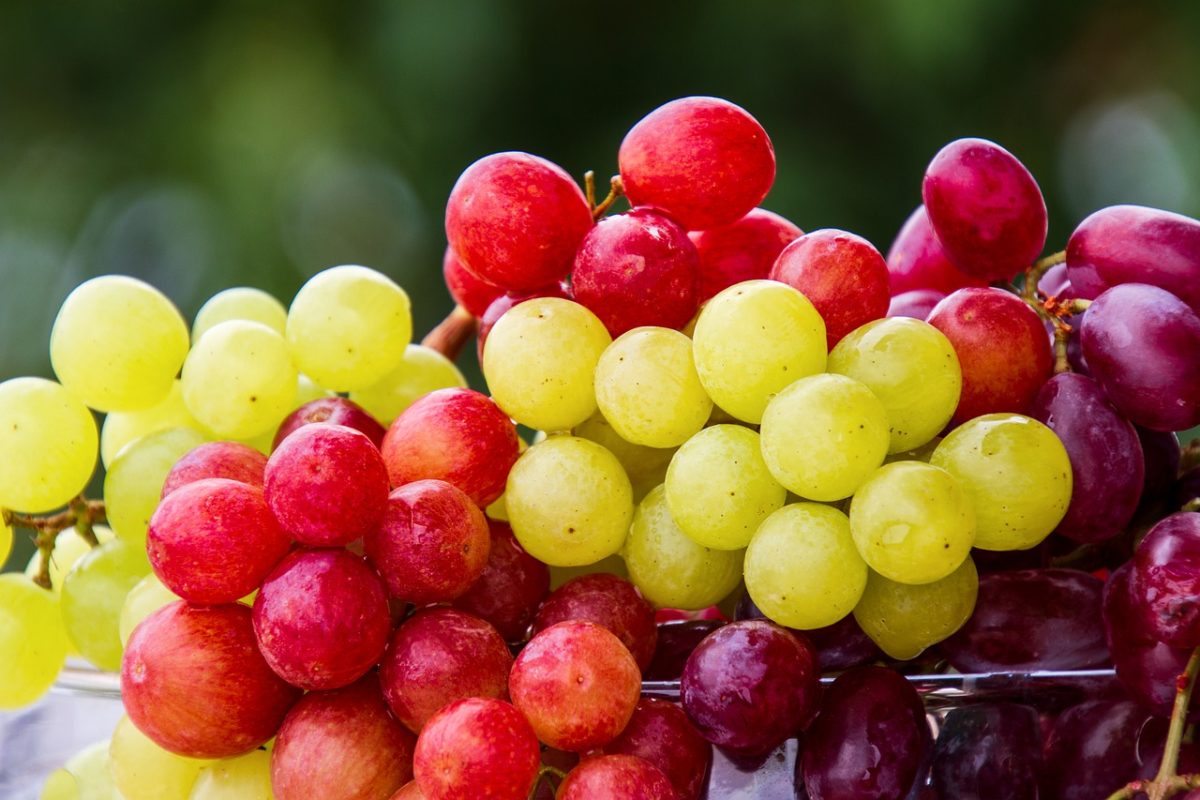 vinograd zapret vvoza fruktov
