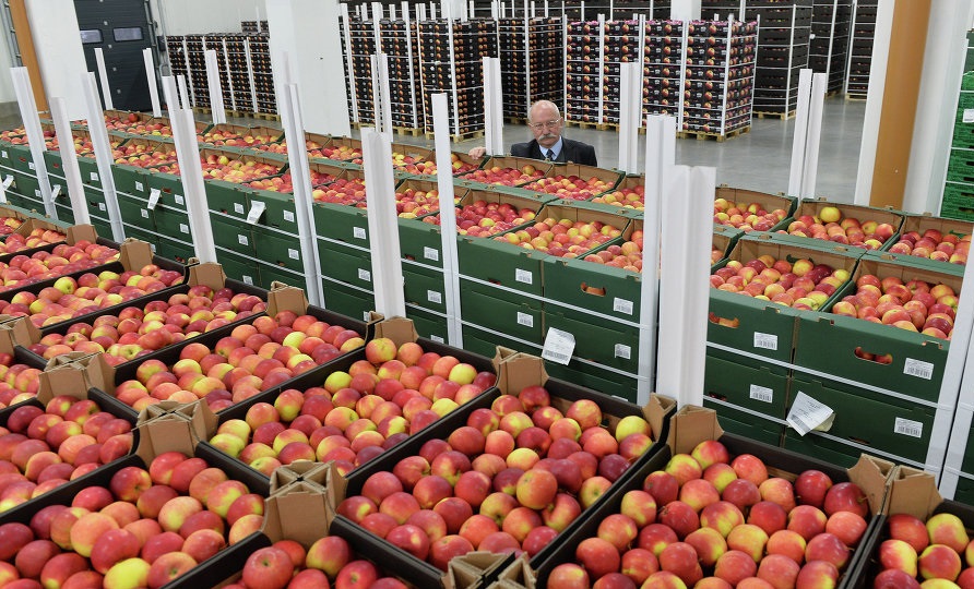 Правительство ввело запрет на ввоз яблок. Фрукты на рынке. Экспорт овощей и фруктов. Польские яблоки. Яблоки на витрине.
