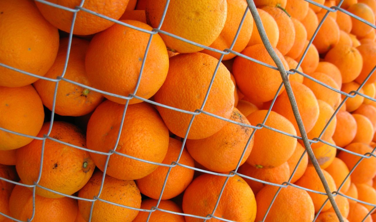 Почему подорожали апельсины